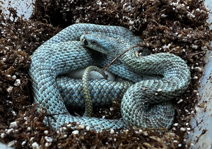 Japanese Rat Snake